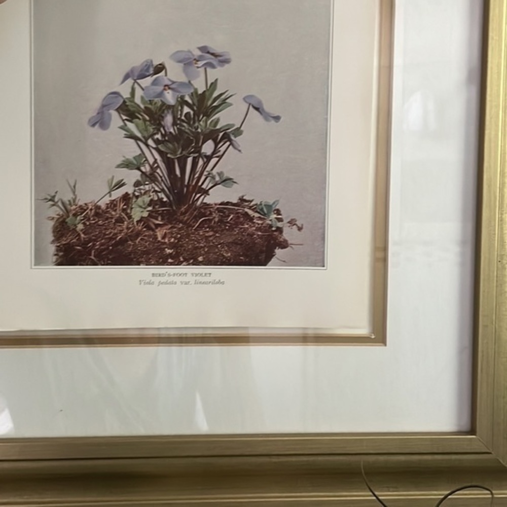🖤5/$25 Antique Botanical Violet Plant Print Original violet flower plant - Picture 2 of 7